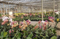 Lựa chọn vật tư hiệu quả cho nhà kính trồng lan xu hướng mới